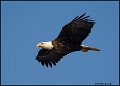 _0SB8969 american bald eagle